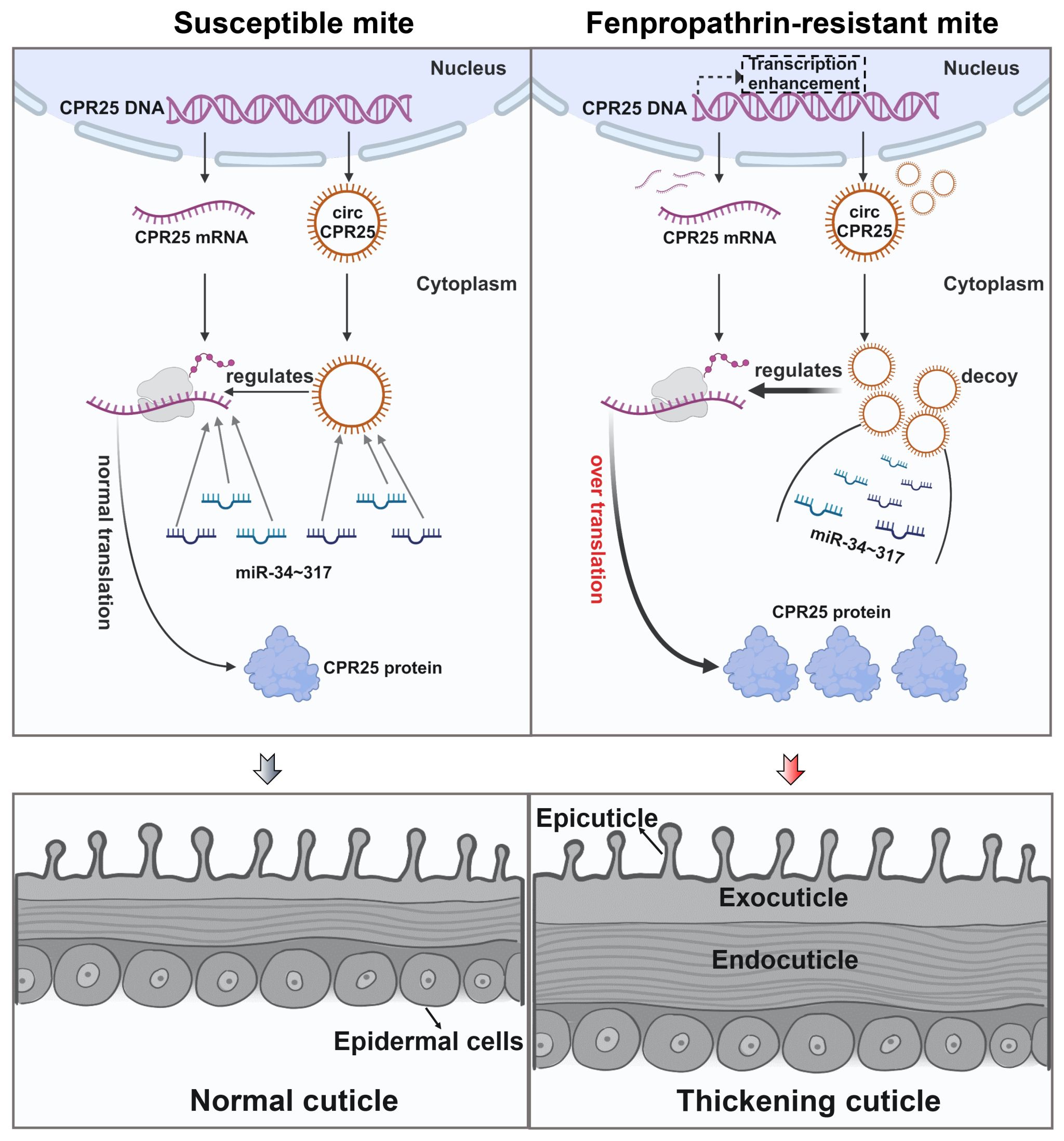 文件名称:22222222222222.jpg原图大小:1.40MB